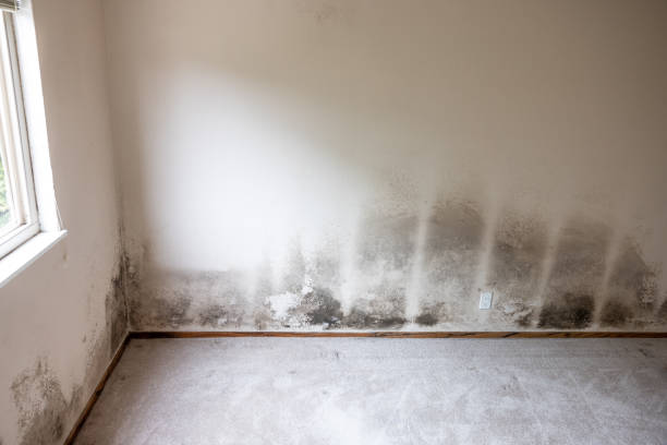 Best Crawl Space Mold Remediation  in Fairmead, CA
